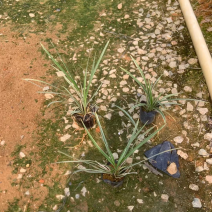 银边草