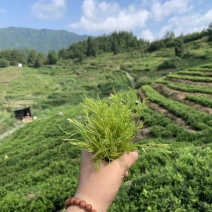 湘西莓茶