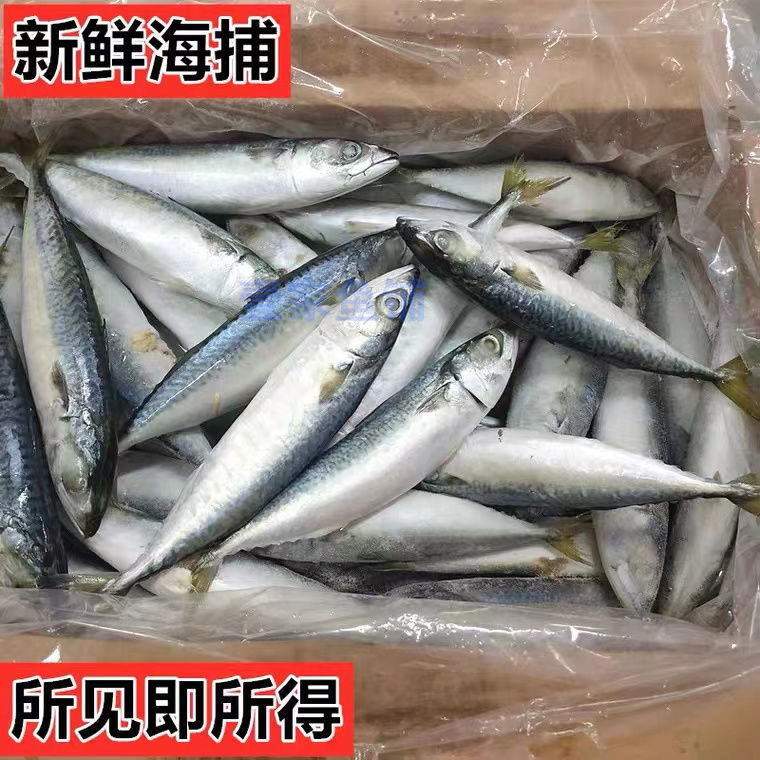 一亩田 | 鲐鲅鱼山东滨州沾化区5.50元/斤 | 鲐鲅鱼对接个大电商社