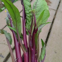 贵州红菜苔