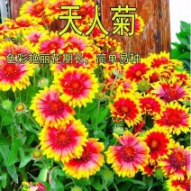 多年生宿根天人菊花卉种子花籽春秋播种庭院阳台盆栽耐寒简单