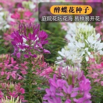 醉蝶花种子四季开花易种活阳台室外庭院花卉花种景观花海花籽