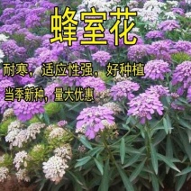 蜂室花种子四季观花阳台植物盆栽屈曲花景观花海绿化花卉草花