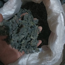 地皮菜