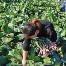 湖南湘潭本地红菜苔，日产1000斤，寻收购商