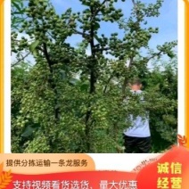 花椒苗，九叶青天知椒芽苗，小苗高度30公分左右，全包邮