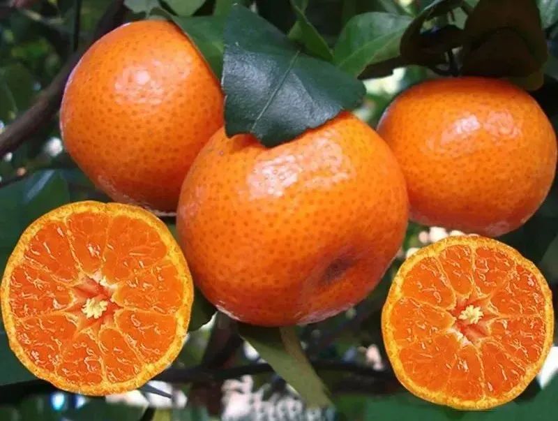 画面展示一颗新鲜的沙糖桔放置在白色背景上,旁边并列摆放一个标准乒乓球、一枚一元硬币和一个普通金桔,用于直观比较大小差异。沙糖桔表皮呈橙红色,带有自然光泽,果形浑圆饱满 沙糖桔与常见物品对比图