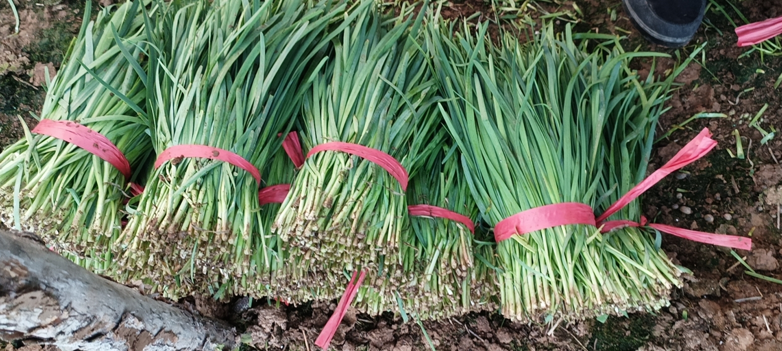 细叶韭菜包装与销售