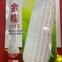 【超大穗】金糯1915白甜糯玉米种子穗大口感好