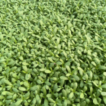 精品茼蒿小苗，价格美丽，长期供货，全国发货。