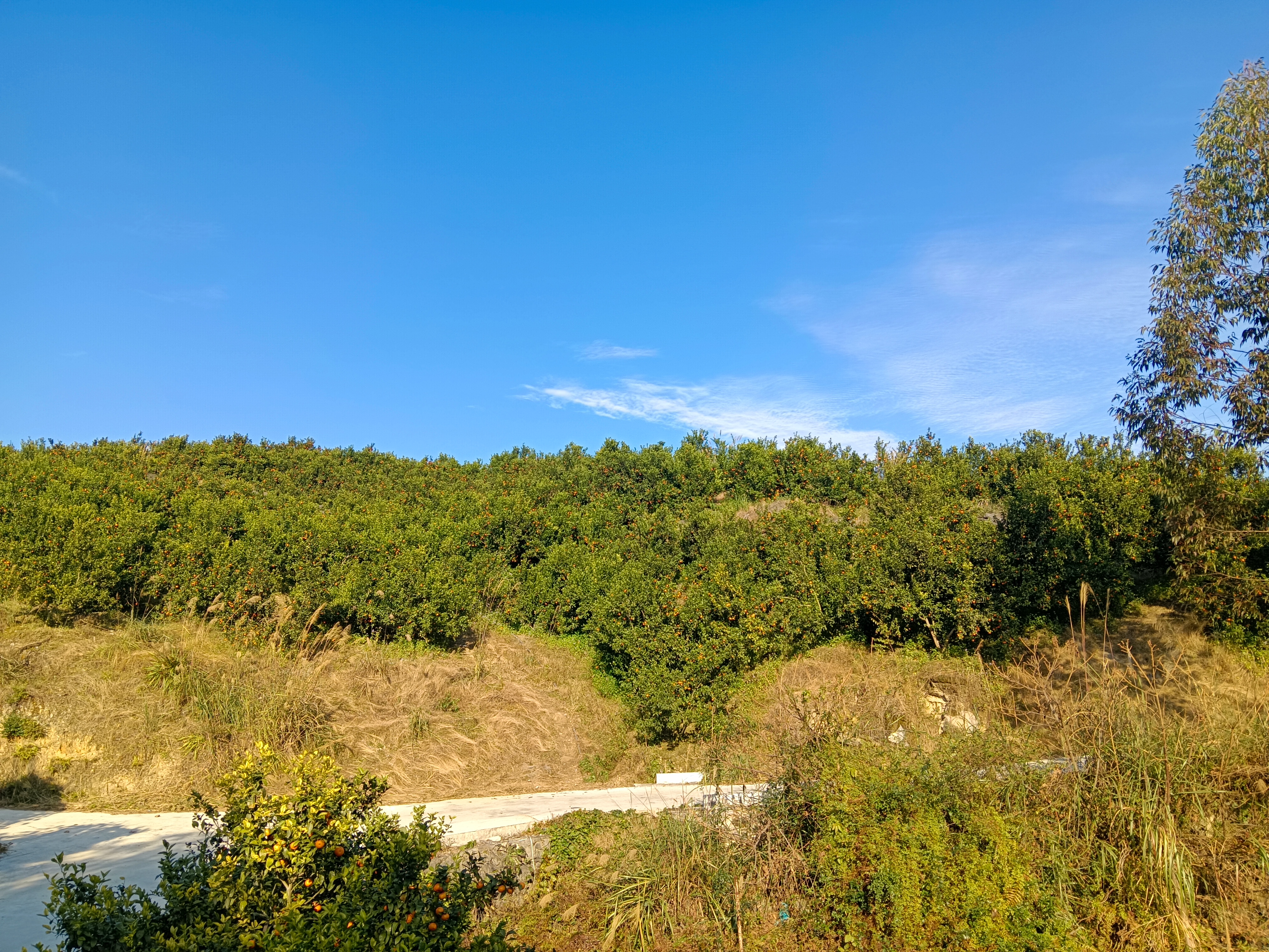 一片连绵起伏的沙糖桔果园,树冠整齐,果实呈橙红色挂满枝头,阳光照射下色泽鲜亮,地面覆盖反光膜,远处可见果农正在采摘,背景为丘陵地貌和蓝天白云 沙糖桔果园全景图