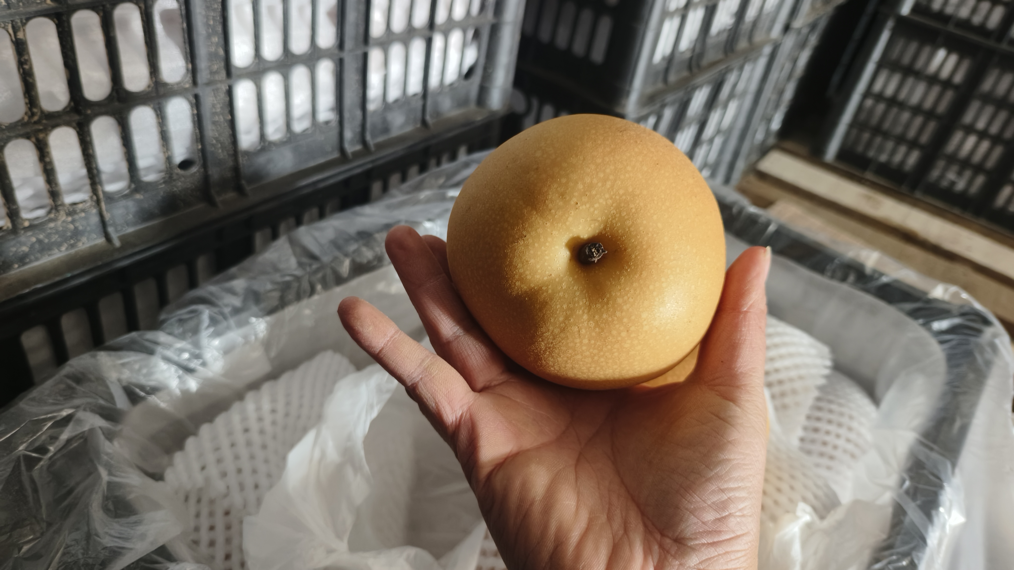 生活化暖色调场景:阳光洒入现代厨房,母亲将切好的秋月梨块放入透明玻璃碗,父亲手持一颗完整的新鲜秋月梨微笑示意,小女孩踮脚伸手欲取,桌上可见带露水的整果、不锈钢削皮刀与手写‘秋日鲜梨·今日采摘’便签,传递新鲜、健康、亲情共享的情感价值 家庭场景:一家三口分享新鲜秋月梨的温馨时刻
