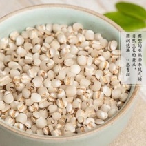 薏米，薏仁！