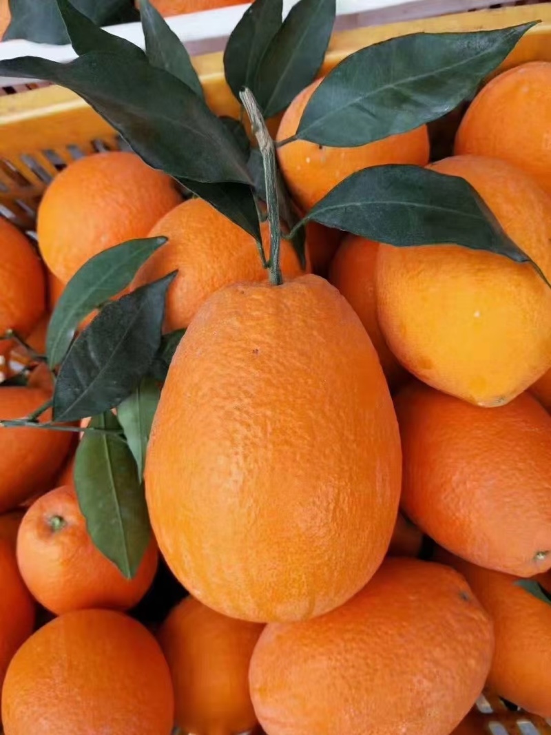 秭归脐橙长虹圆虹血橙九月红果冻橙果园自产自销价格实惠