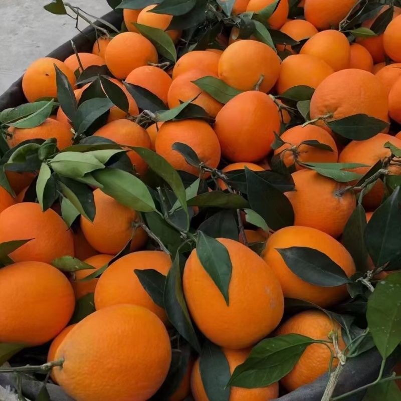 秭归脐橙长虹圆虹血橙九月红果冻橙果园自产自销价格实惠