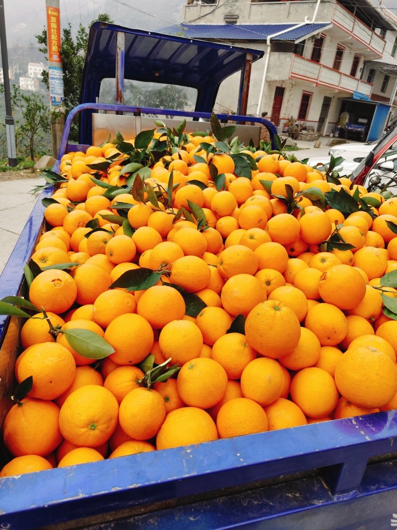 秭归脐橙长虹圆虹血橙九月红果冻橙果园自产自销价格实惠