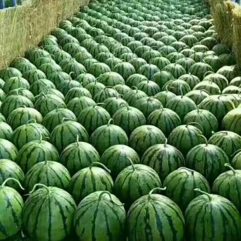 山东潍坊西瓜8424西瓜电商团购商超地头货源欢迎采购