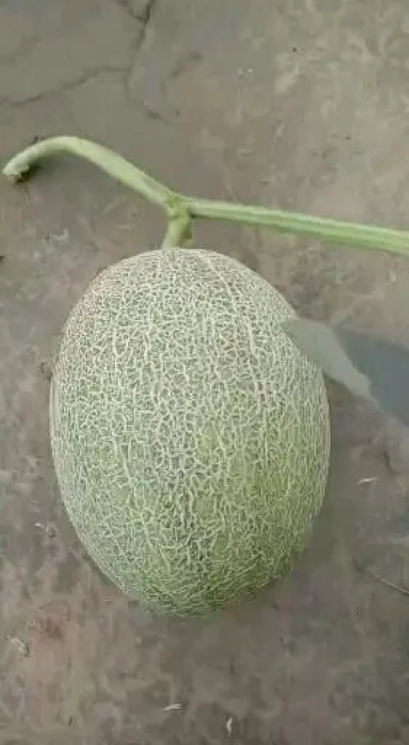 晓蜜25哈密瓜小蜜甜瓜潍坊密瓜糖度高批发零售大量供货