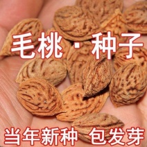 毛桃种子毛桃核种子桃树种子大桃种子山桃种子包发芽