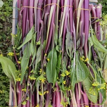 湖北红菜苔
