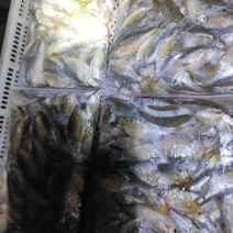 鳑鲏鱼