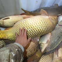 山东鲤鱼