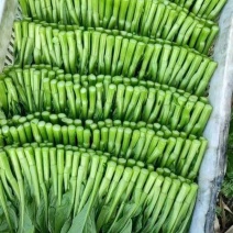 菜心，其他蔬菜