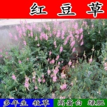 红豆草种子驴食豆青饲牧草林田果园绿肥固氮景观花卉