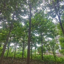 楸树
