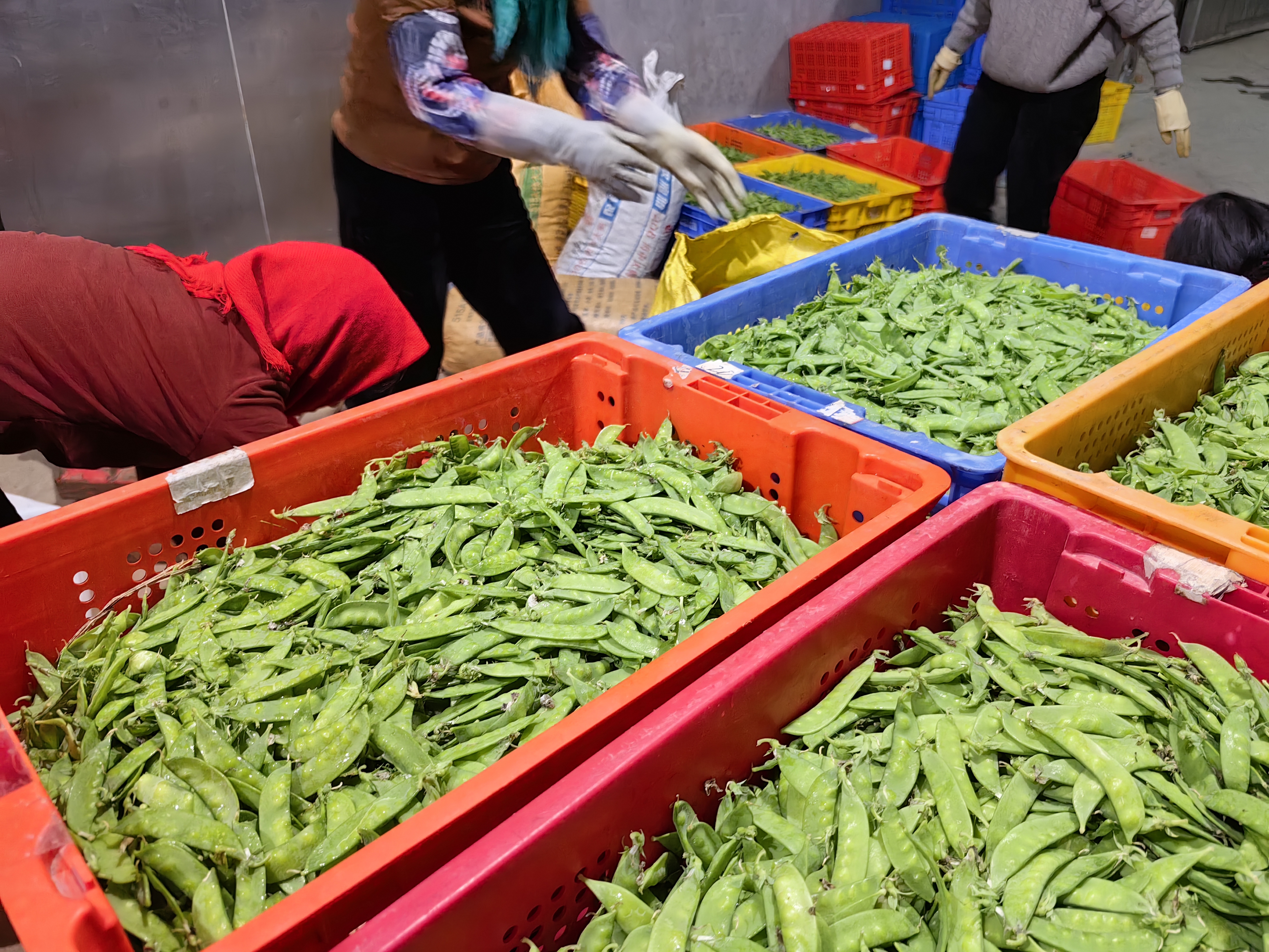 现代化分拣车间内工人正在对新鲜采摘的荷兰豆进行分级筛选,操作台上有电子秤、塑料托盘和冷链包装箱,背景可见温度控制系统显示屏,体现标准化产后处理流程 晋宁六街荷兰豆分拣包装车间内景