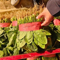 河南焦作一手货源菠菜新鲜翠绿，对接全国欢迎采购热卖中