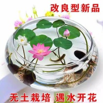 带花苞四季盆栽睡莲、碗莲水培植物室内鱼缸池塘水莲