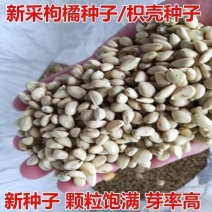 枳壳种子枸橘种子-大量枸枳实种子铁篱寨种子-嫁接柑橘