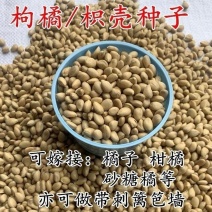 新采枸橘种子枳壳种籽子枸桔积壳树苗嫁接砧木香橙红桔橘篱笆