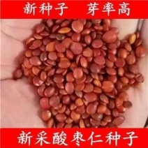 新采酸枣种子净籽南酸枣仁种子酸枣核种子枣子种子枣