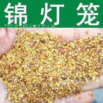 散装锦灯笼种子山姑娘红灯笼金姑娘甜姑娘种子包邮