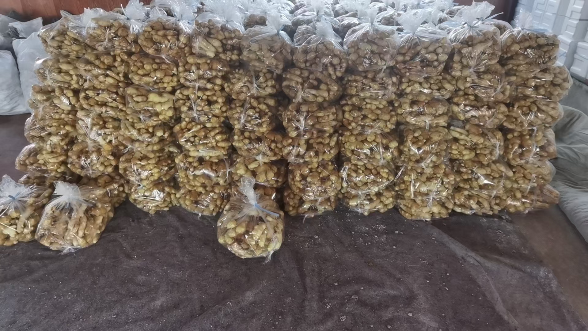 山东省安丘市某大型农产品批发市场内景,多名工人正在对刚运抵的大黄姜进行人工分拣与纸箱包装,背景可见电子秤显示单价为5.6元/公斤,墙上张贴着‘今日大姜指导价’公告牌 安丘农产品交易市场内大姜分级装箱现场