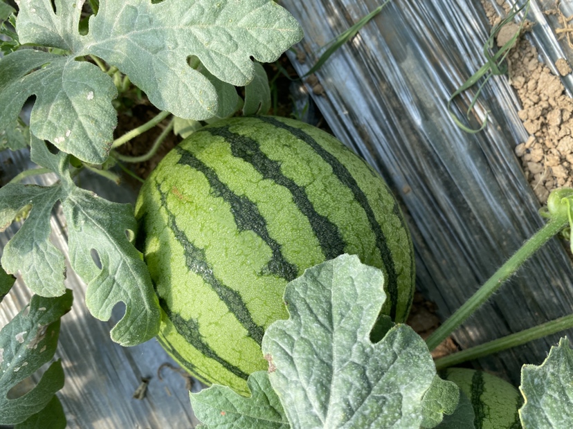 番木瓜植株及新鲜根部特写