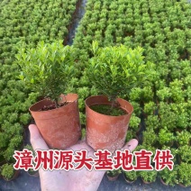 小叶赤楠漳州赤楠基地漳州赤楠批发供应