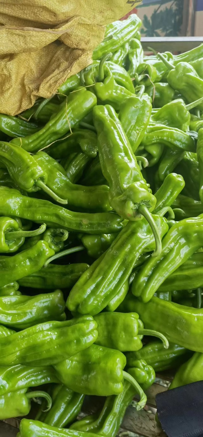精品基地芜湖椒苏椒螺丝椒线椒产地直发质量保证