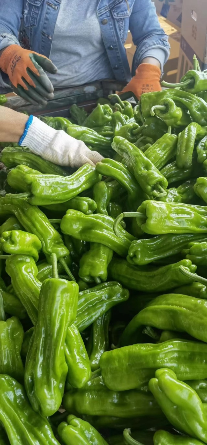 精品基地芜湖椒苏椒螺丝椒线椒产地直发质量保证