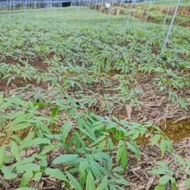 竹节参苗