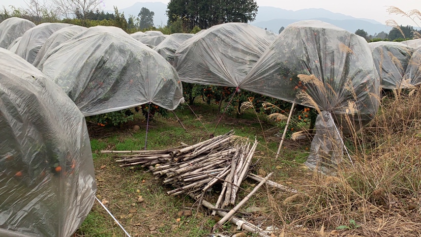 沙糖桔冬季防寒措施图