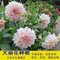 大丽花种球地瓜花种子球根花卉庭院种植花重瓣盆栽植物大丽菊