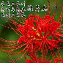 彼岸花种球浓香花卉曼珠沙华红盆栽室内室外土培水培四季开花