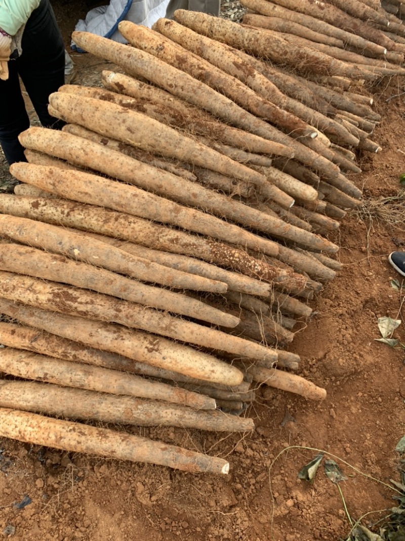 广西淮山药,白鬼,黑鬼,滚地龙粉糯香甜,产地直发.