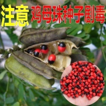 相思豆种子鸡母珠种子孔雀豆种子海红豆种子美人豆红豆种子