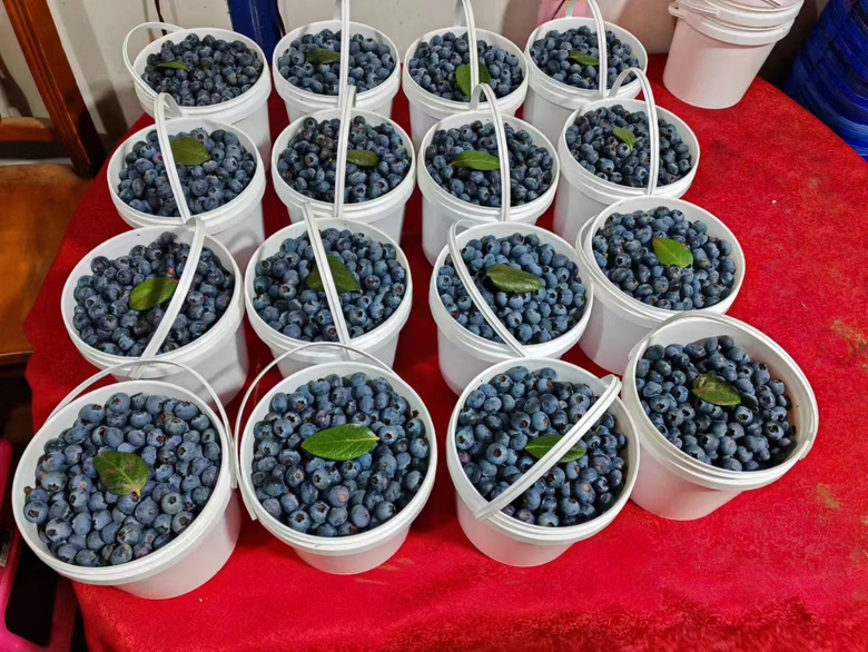 蓝莓泡酒原材料展示