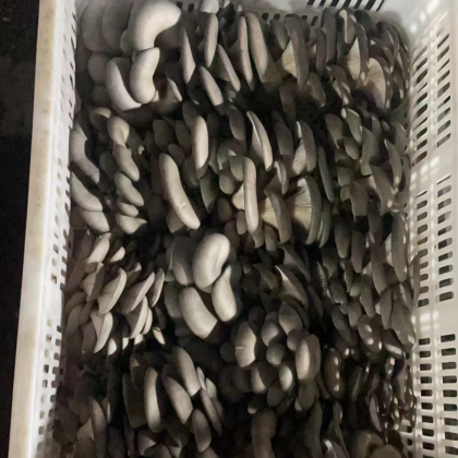 临沂鲜平菇产地行情