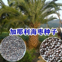 加那利海枣种子长叶刺葵加拿利刺葵槟榔竹加拿利海枣种子园林